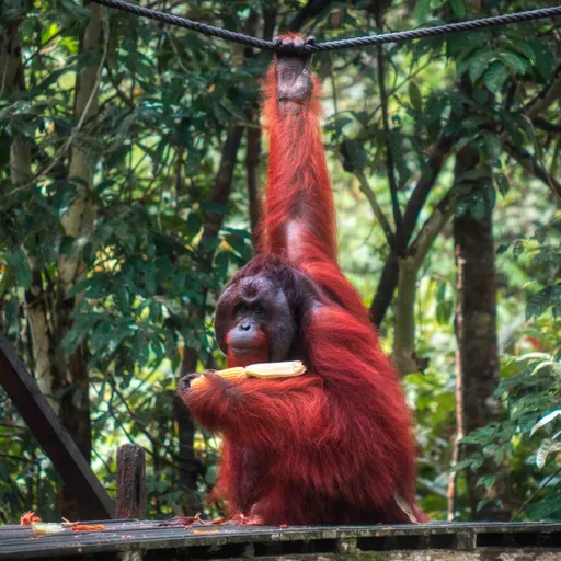 Za orangutany na Borneo